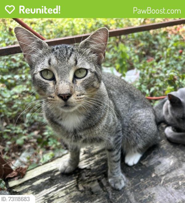 Reunited Male Cat last seen De Chaumes Elementary, Houston, TX 77076