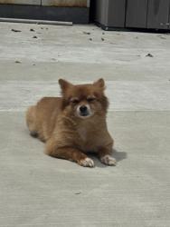 Lost Male Dog last seen Colgate PL and W San Jose Ave, Claremont, CA 91711
