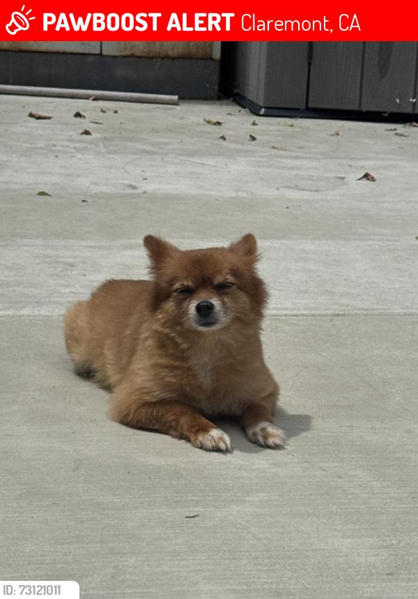 Lost Male Dog last seen Colgate PL and W San Jose Ave, Claremont, CA 91711