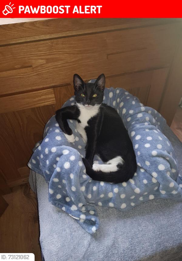 Lost Male Cat last seen Nechells, Nechells, England B7 5RS
