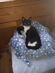 Lost Male Cat last seen Nechells, Nechells, England B7 5RS