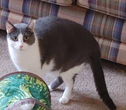 Reunited Male Cat last seen Quellen Blvd, Barringer ct, Maineville, OH 45039