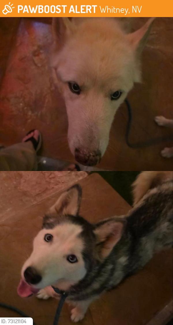 Found/Stray Female Dog last seen Broadbent and Russel, Whitney, NV 89122