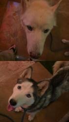 Found/Stray Female Dog last seen Broadbent and Russel, Whitney, NV 89122
