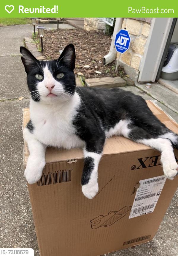 Reunited Male Cat last seen Near Cherryvale Ct, Spring, TX 77382, USA, Spring, TX 77382