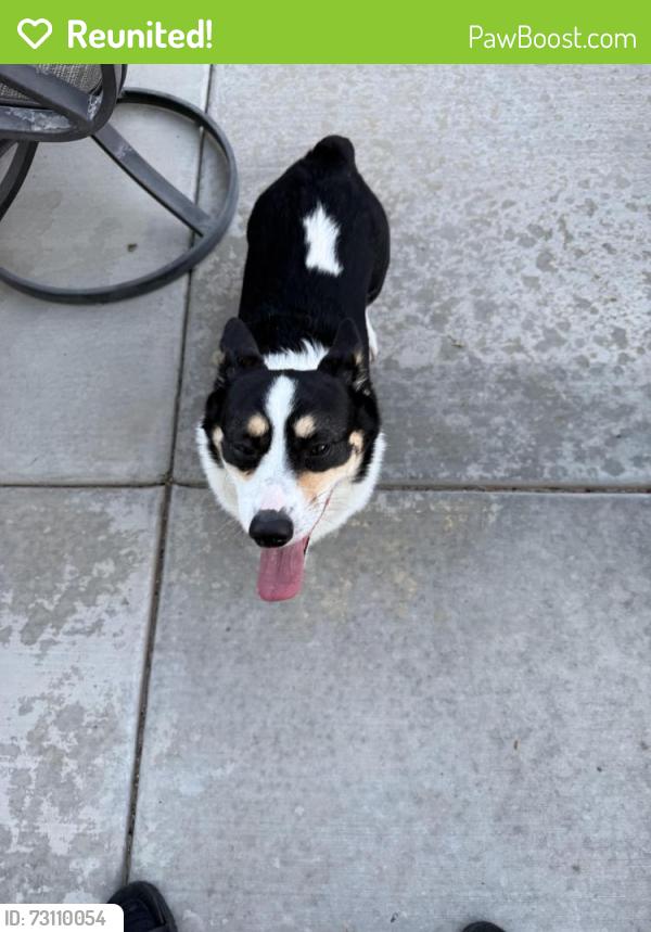 Reunited Unknown Dog last seen Deer Springs Way & Durango 89149, Las Vegas, NV 89149