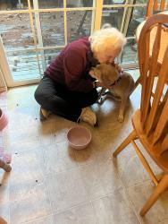 Reunited Female Dog last seen On 236th ST SW By the QFC in Mountlake Terrace, Brier, WA 98036