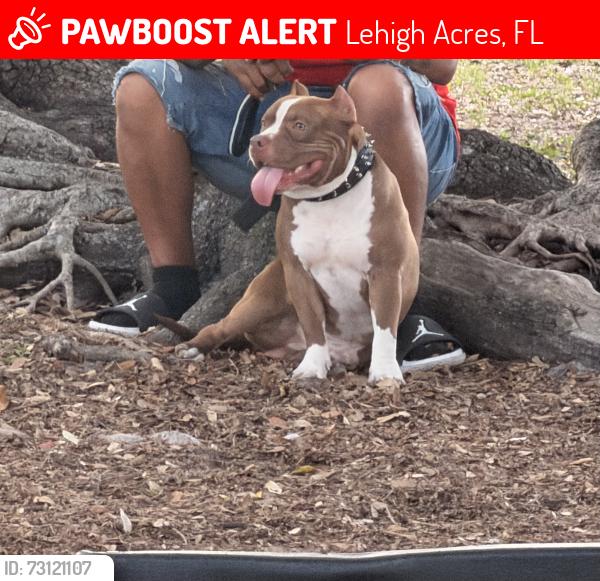 Lost Male Dog last seen Golview and circle dr, Lehigh Acres, FL 33973