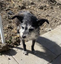 Reunited Male Dog last seen McDonald Avenue and Cedar Blvd, Newark, CA 94560