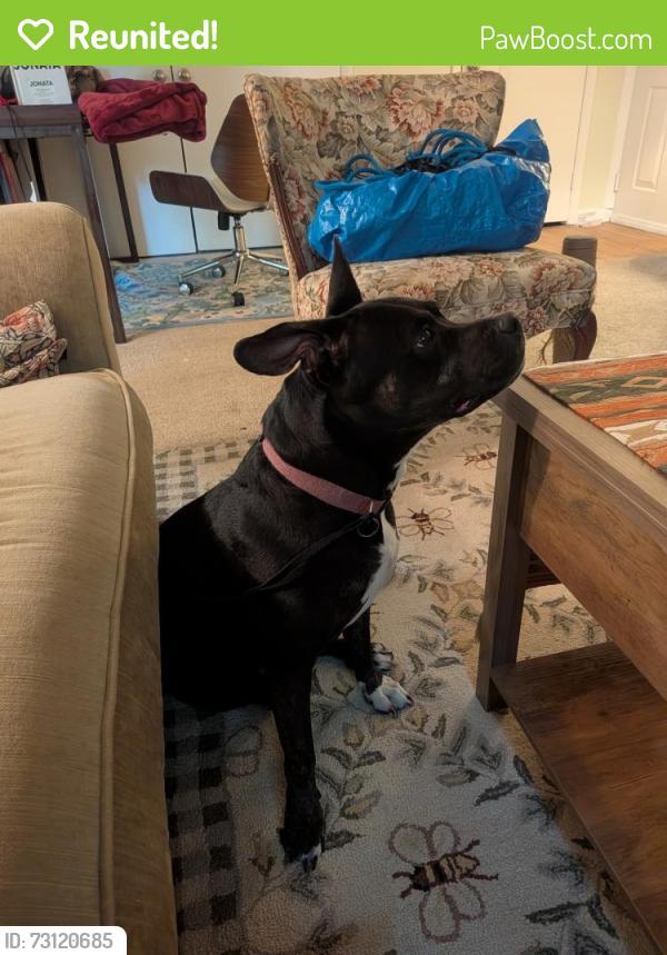 Reunited Female Dog last seen Laurel Ridge apmt, Chapel Hill, NC 27516