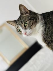 Lost Male Cat last seen Near street and Ditmars avenue , Queens, NY 11105