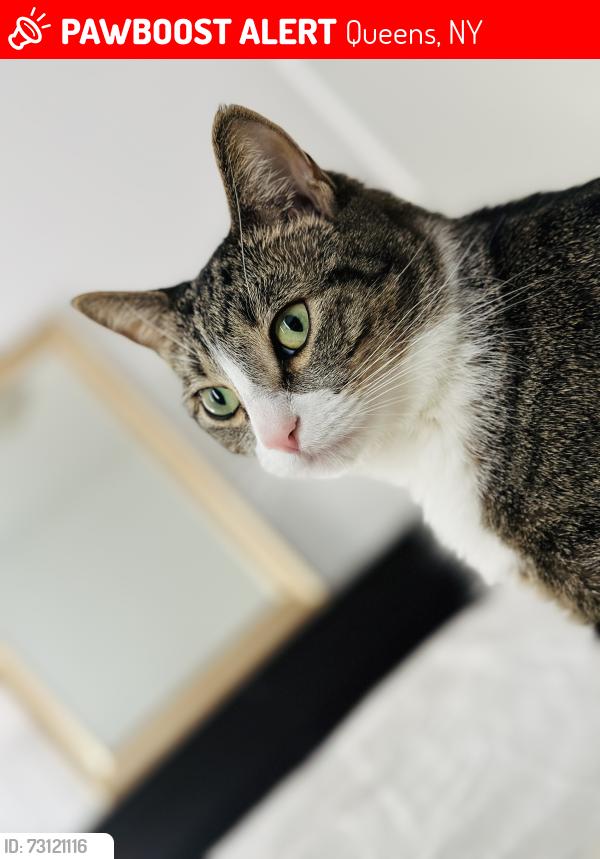 Lost Male Cat last seen Near street and Ditmars avenue , Queens, NY 11105