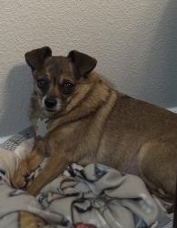 Lost Male Dog last seen 52nd & Grandview, Odessa, TX 79765