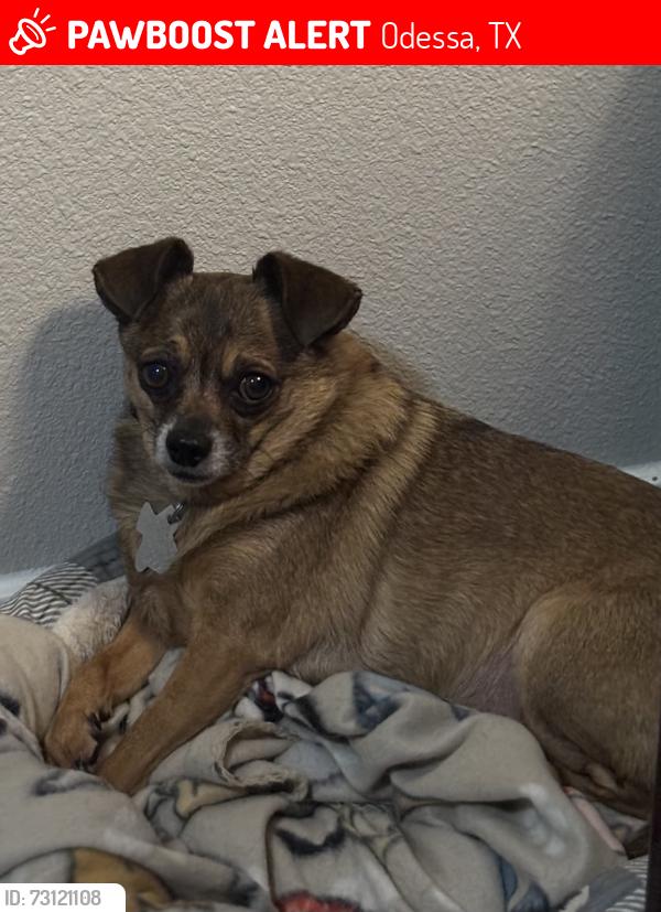 Lost Male Dog last seen 52nd & Grandview, Odessa, TX 79765