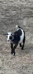 Lost Male Other last seen Highway 110 and cr447, Van, TX 75790