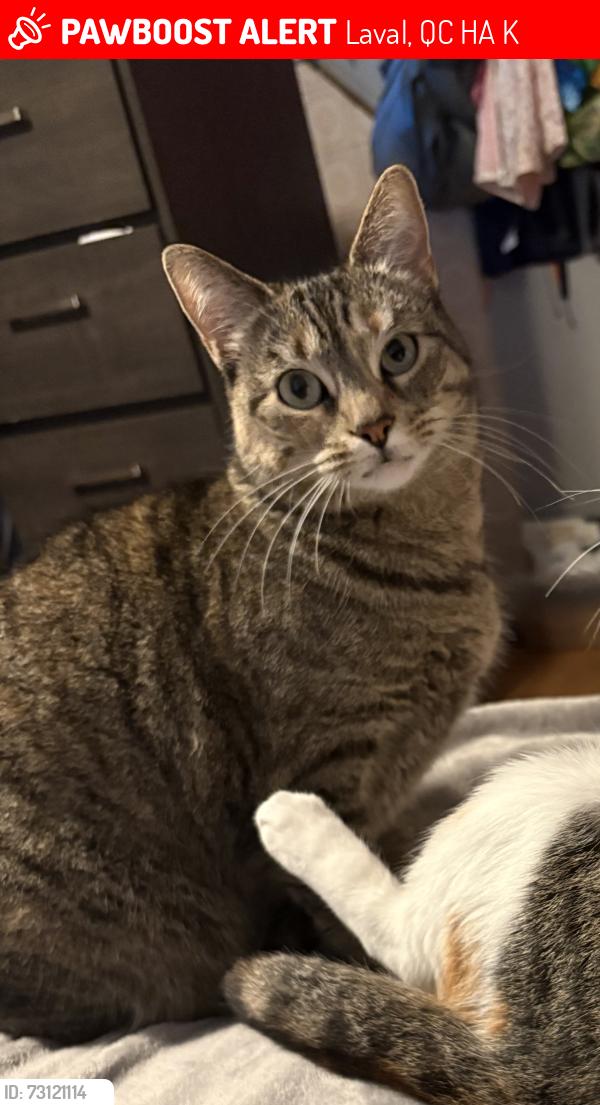 Lost Female Cat last seen Pelicans/lachance laval, Laval, QC H7A 3K1