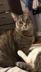 Lost Female Cat last seen Pelicans/lachance laval, Laval, QC H7A 3K1