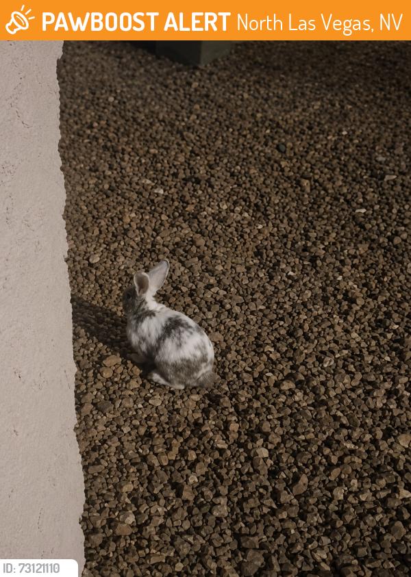 Found/Stray Unknown Rabbit last seen Carlitos Ave and Don Alberto Ct., North Las Vegas, NV 89031