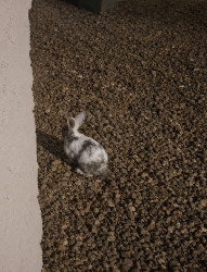 Found/Stray Unknown Rabbit last seen Carlitos Ave and Don Alberto Ct., North Las Vegas, NV 89031