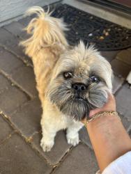 Reunited Male Dog last seen 87th Ave & Glendale, Glendale, AZ 85305