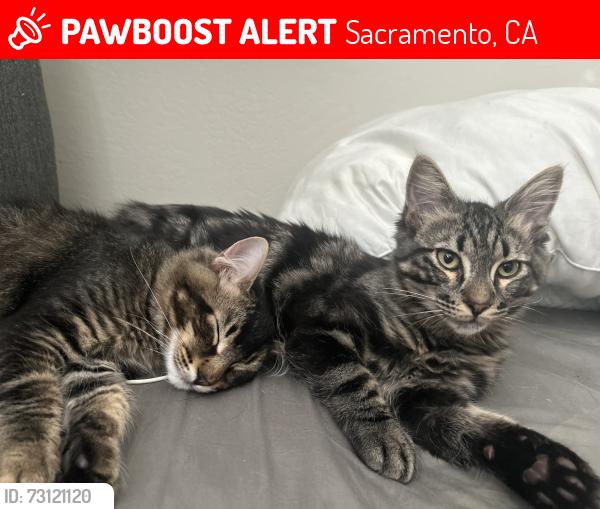 Lost Male Cat last seen Whitney Ave, Mira Loma High School, Sacramento, CA 95821