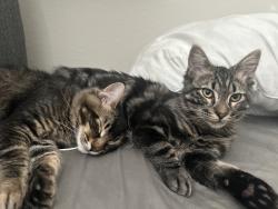 Lost Male Cat last seen Whitney Ave, Mira Loma High School, Sacramento, CA 95821