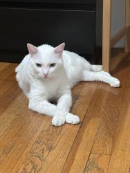 Lost Male Cat last seen Near street and Ditmars avenue , Queens, NY 11105