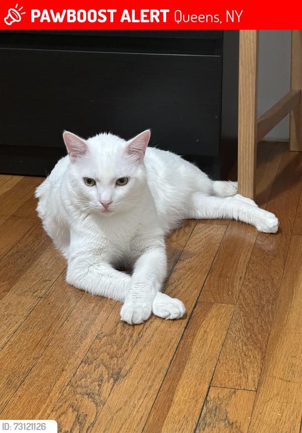 Lost Male Cat last seen Near street and Ditmars avenue , Queens, NY 11105