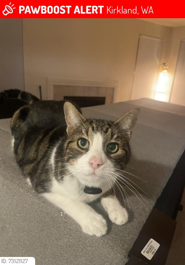Lost Male Cat last seen Near 73rd Ave NE near Juanita Drive, Kirkland, WA 98034