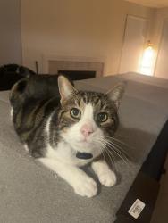 Lost Male Cat last seen Near 73rd Ave NE near Juanita Drive, Kirkland, WA 98034
