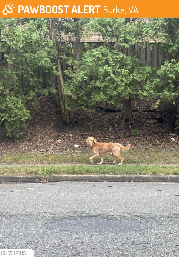 Found/Stray Male Dog last seen Shiplett Blvd; Rolling Valley shopping Center, Burke, VA 22015