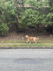 Found/Stray Male Dog last seen Shiplett Blvd; Rolling Valley shopping Center, Burke, VA 22015