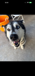 Reunited Female Dog last seen Riverside and Vernon st, Roseville, CA 95678