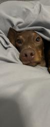 Reunited Male Dog last seen Becker Rd. (Becker Ridge), Port St. Lucie, FL 34953