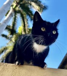 Reunited Male Cat last seen Between 10 and 11 Pennsylvania Avenue, South Beach, Miami Beach, FL 33139