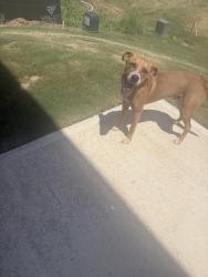 Found/Stray Male Dog last seen Standing Springs road, Conestee, SC 29605