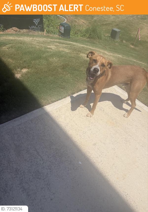 Found/Stray Male Dog last seen Standing Springs road, Conestee, SC 29605