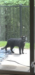 Found/Stray Unknown Cat last seen In the Centennial Park apmt complex near Howell Ave, Oak Creek, WI 53154