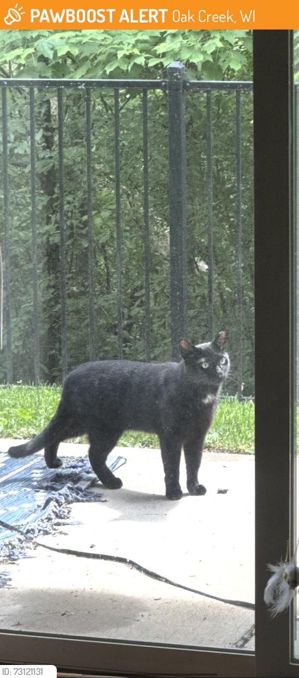Found/Stray Unknown Cat last seen In the Centennial Park apmt complex near Howell Ave, Oak Creek, WI 53154