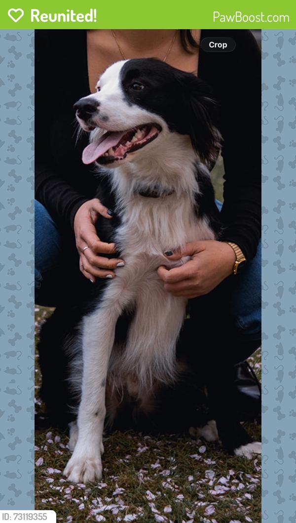 Reunited Male Dog last seen Folsom St and Harrison St, San Francisco, CA 94107