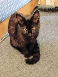 Found/Stray Male Cat last seen Lilly cross Dr 95678, Roseville, CA 95678