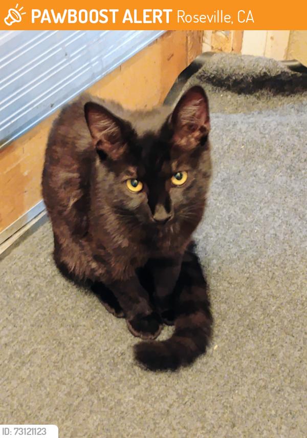Found/Stray Male Cat last seen Lilly cross Dr 95678, Roseville, CA 95678