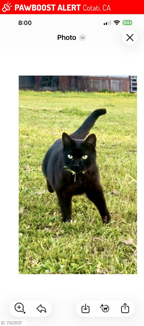 Lost Male Cat last seen Lowell ave, Cotati, CA 94931