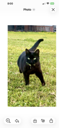 Lost Male Cat last seen Lowell ave, Cotati, CA 94931