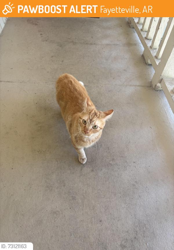 Found/Stray Male Cat last seen still at my front door, Fayetteville, AR 72703