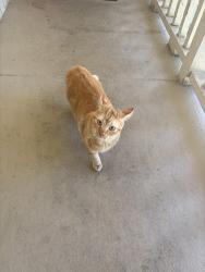 Found/Stray Male Cat last seen still at my front door, Fayetteville, AR 72703