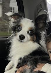 Reunited Male Dog last seen 112th st & PAC ave, pacific Lutheran university, Tacoma, WA 98444