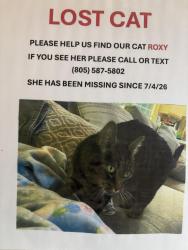 Lost Female Cat last seen Yosemite Ave, Simi Valley, CA 93063