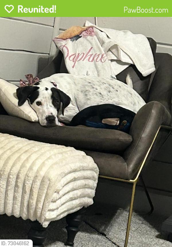 Reunited Female Dog last seen Near highway 92 and Combee, Lakeland, FL 33801