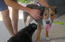 Reunited Male Dog last seen Old Fox Hill, Hampton, VA 23669